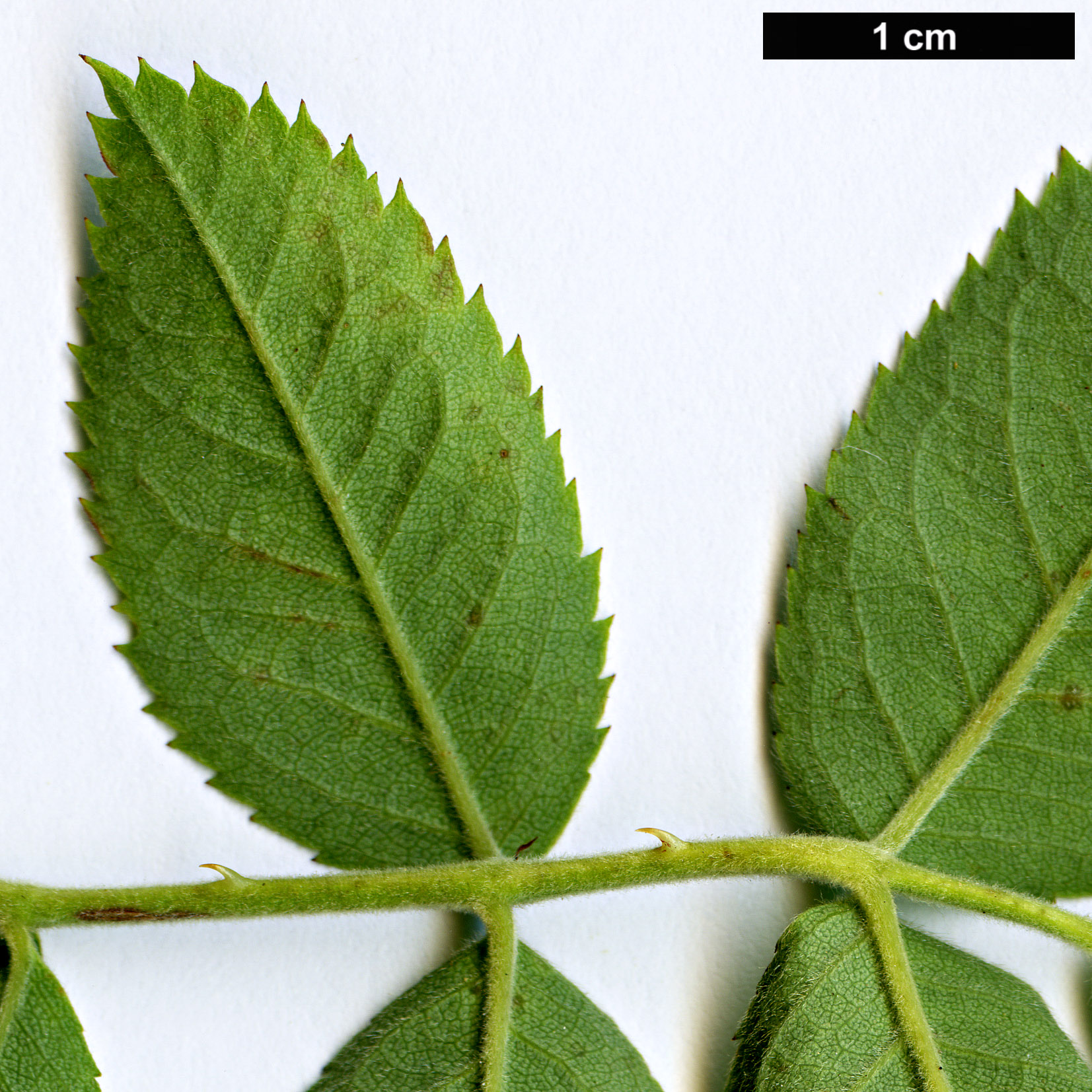 High resolution image: Family: Rosaceae - Genus: Rosa - Taxon: foetida - SpeciesSub: ’Bicolor’ High resolution image: Family: Rosaceae - Genus: Rosa - Taxon: foetida - SpeciesSub: ’Bicolor’